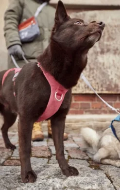 Hurtta Safeguard ECO Sele valjaat, 75-95cm, Strawberry| Valjaat