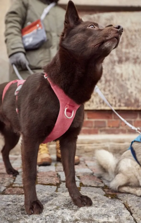 Hurtta Valjaat^Safeguard ECO Sele valjaat, 40-60cm, Strawberry