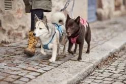 Hurtta Valjaat^Safeguard ECO Sele valjaat, 40-60cm, Strawberry