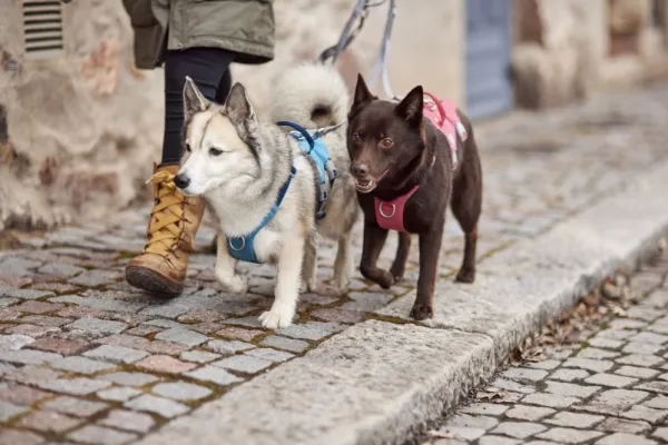 Hurtta Valjaat^Safeguard ECO Sele valjaat, 40-60cm, Strawberry