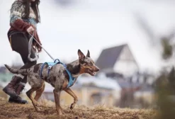 Hurtta Safeguard ECO Sele valjaat, 55-80cm, Ocean| Valjaat