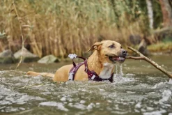 Hurtta Weekend Warrior II ECO Sele valjaat, 55-70cm, Eggplant| Valjaat