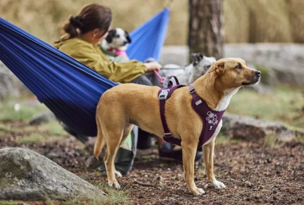 Hurtta Weekend Warrior II ECO Sele valjaat, 65-100cm, Eggplant| Valjaat