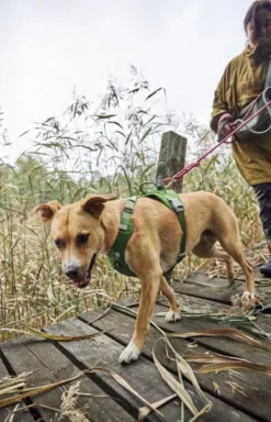 Hurtta Weekend Warrior II ECO Sele valjaat, 40-60cm, Parsley| Valjaat