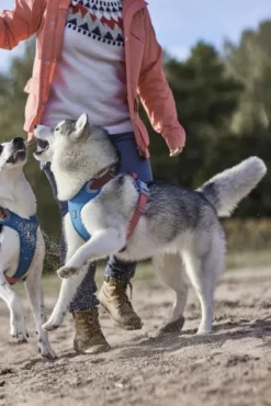 Hurtta Weekend Warrior Warming ECO valjaat, Bilberry 40-60 cm| Valjaat