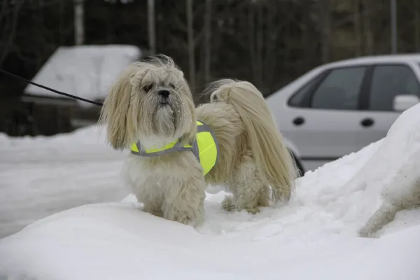 Kivalo Liivit^Kaamos Dog Reflective Vest heijastinliivi koirille, M-L, keltainen