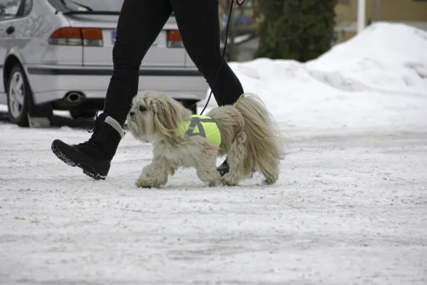 Kivalo Liivit^Kaamos Dog Reflective Vest heijastinliivi koirille, M-L, keltainen