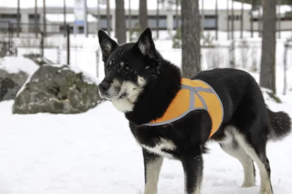 Kivalo Kaamos Dog Reflective Vest heijastinliivi koirille, XL, oranssi| Liivit
