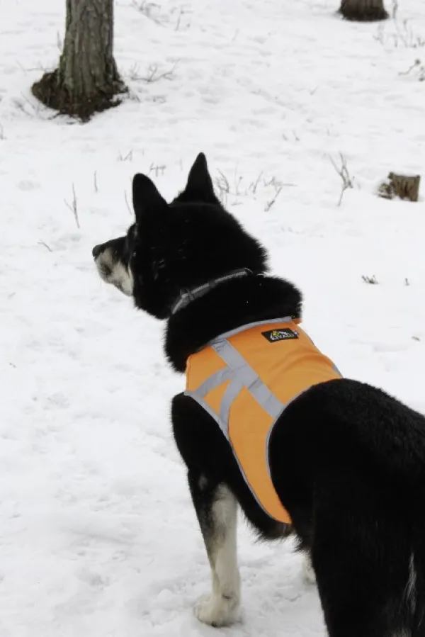 Kivalo Kaamos Dog Reflective Vest heijastinliivi koirille, XL, oranssi| Liivit