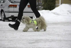 Kivalo Kaamos Dog Reflective Vest heijastinliivi koirille, S, keltainen| Liivit
