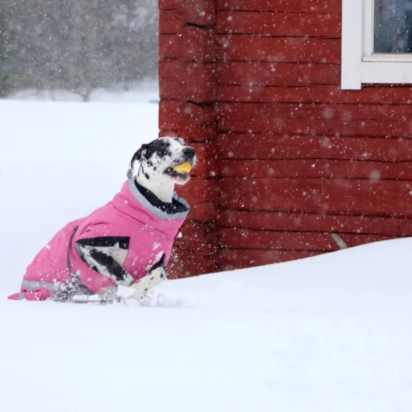 Kivalo Talvitakit^Luosto Dog Winter Jacket koiran talvitakki, 45 cm, pinkki