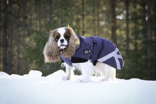 Kivalo Luosto Dog Winter Jacket koiran talvitakki, 50 cm, harmaa| Talvitakit
