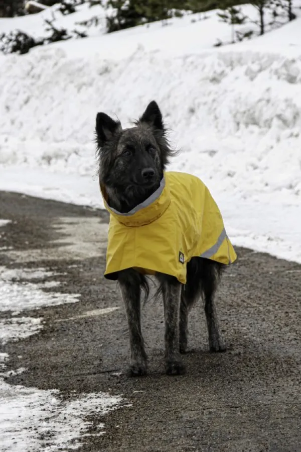 Kivalo Sadetakit^Niva Dog Raincoat koiran sadetakki, 45 cm, keltainen