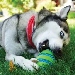 Kong Squeezz Goomz Ball koiranlelu, M| Aktivointilelut