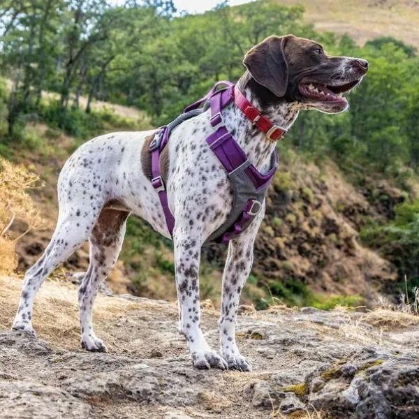 Kurgo Journey Air Harness koirien valjaat, Purple| Valjaat