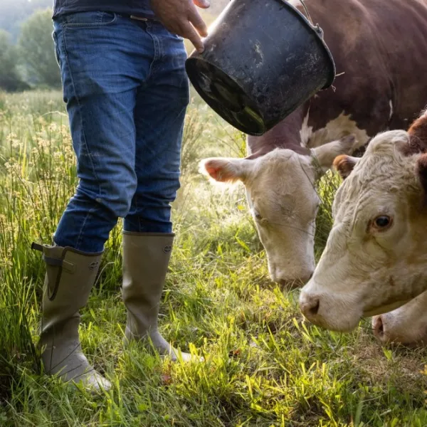 Le Chameau Saappaat^Men's Vierzon Boot