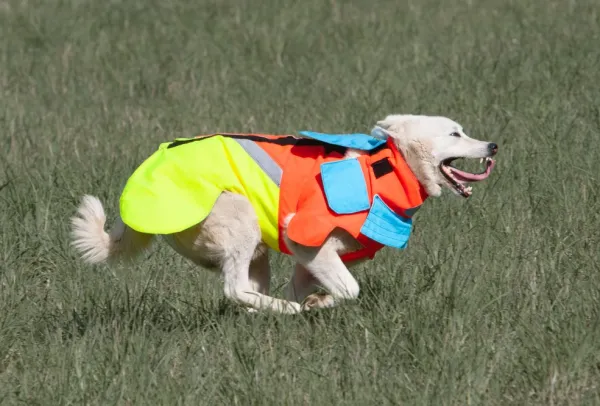 Mikael Tham Koiran Metsästys- Ja Suojaliivit^Tuskproof Boar v.5 koirien suojaliivi, oranssi, XL