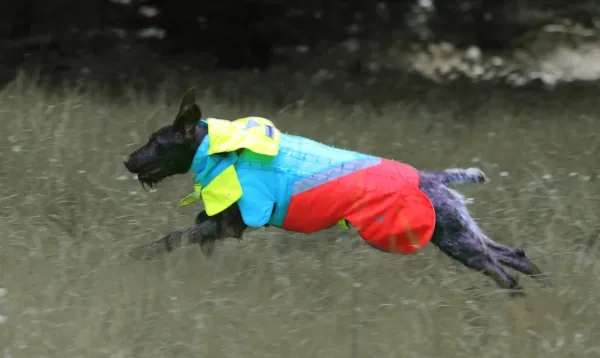 Mikael Tham Tuskproof Wolf v.5 suojaliivi, XL, Orange| Koiran Metsästys- Ja Suojaliivit