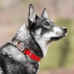 MiniFinder Koiratutkat^Collar kaulapanta, Red