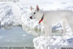 Neewa puolikuristava panta, punainen| Kaulapannat