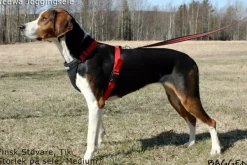 Neewa valjaat, punainen| Valjaat