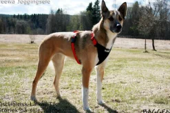 Neewa valjaat, punainen| Valjaat