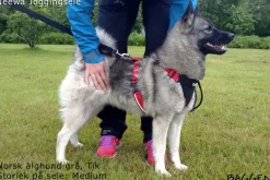 Neewa valjaat, punainen| Valjaat