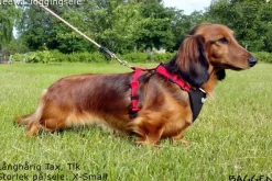 Neewa valjaat, punainen| Valjaat