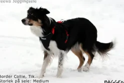 Neewa valjaat, punainen| Valjaat