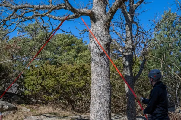 Nordic Pocket Saw Arborist V.2 taskusaha, oranssi/musta| Sahat