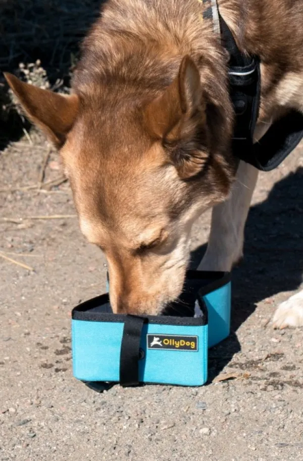 OllyDog Crumple Travel Bowl Wine| Koirankupit