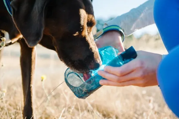 OllyDog OllyBottle Plum 600 ml| Koiranomistajan Tarvikkeet