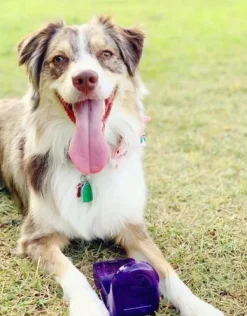 OllyDog OllyBottle Plum 1 l| Koiranomistajan Tarvikkeet