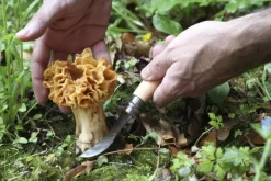 Opinel Sieniveitset^Mushroom knife Oak wood sieniveitsi