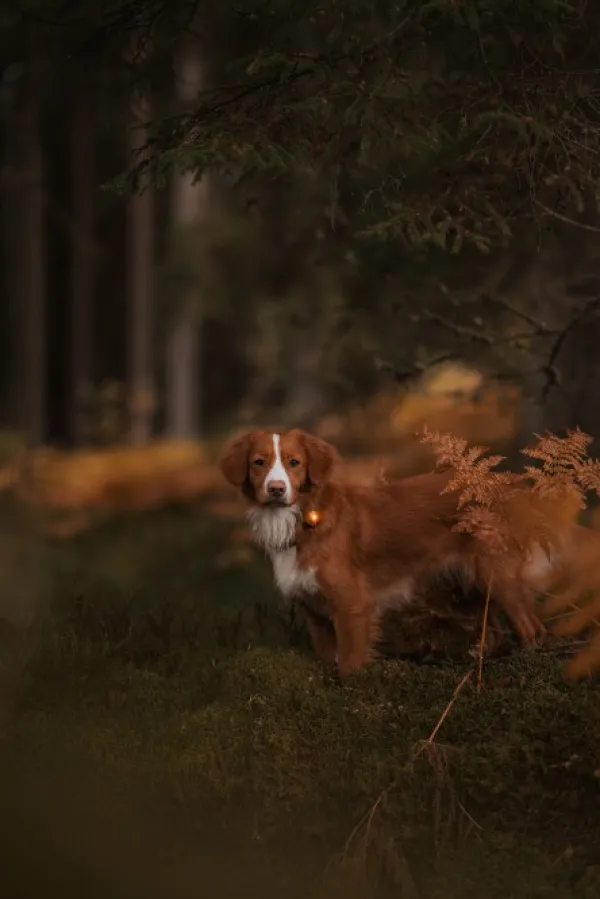 Orbiloc Dual -turvavalo, Amber| Vilkkuvalot Ja Huomiotuotteet