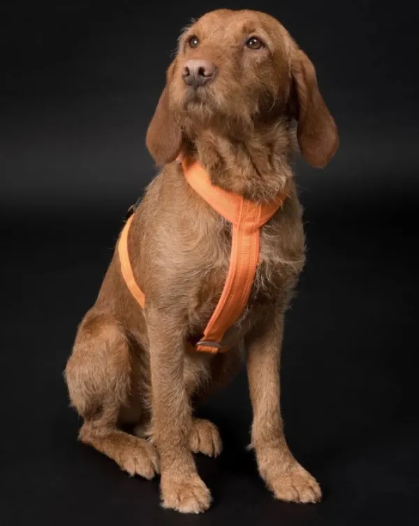 PAIKKA Easy Harness valjaat, S-L, Orange| Valjaat