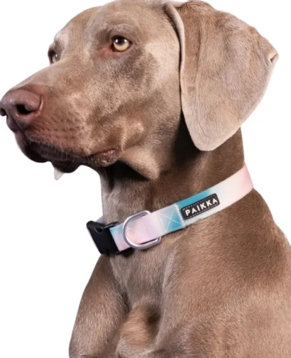PAIKKA Glow Collar kaulapanta, Ombre| Vilkkuvalot Ja Huomiotuotteet