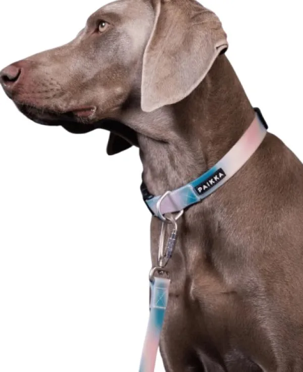 PAIKKA Glow Collar kaulapanta, Ombre| Vilkkuvalot Ja Huomiotuotteet