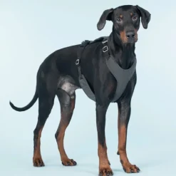 PAIKKA Visibility Harness koiran valjaat, M-L, Dark| Valjaat