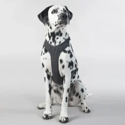 PAIKKA Visibility Harness koiran valjaat, M-L, Dark| Valjaat