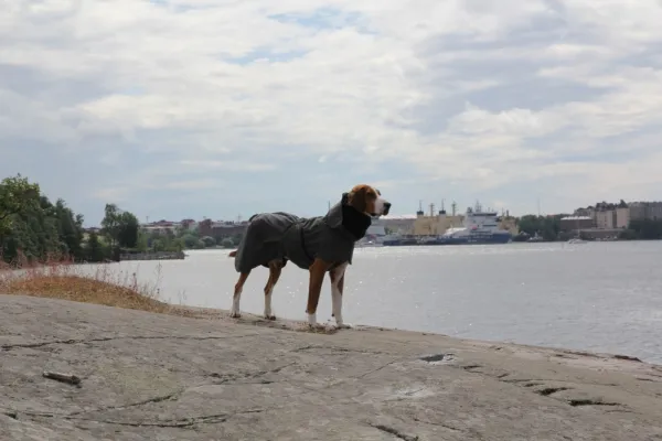 PAIKKA Visibility Raincoat koiran sadetakki, 35-50 cm, harmaa| Sadetakit