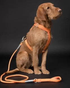 PAIKKA Visibility Rope Leash talutushihna, 8 mmx180 cm, Orange| Taluttimet