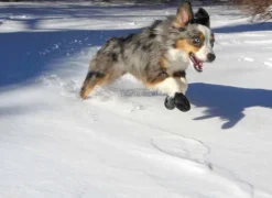 Pawz Dog Boots Black M| Koiran Tossut