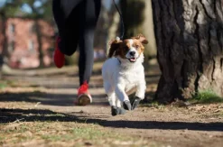 Pawz Dog Boots Black S| Koiran Tossut