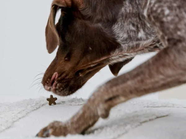 Petgood Makupalat^makupalat koirille, 100 g