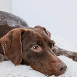 Petgood Makupalat^makupalat koirille, 100 g