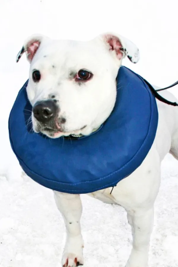 PetNation Päähineet, huivit ja kaulurit/Kaulurit Ja Tuubihuivit^Iho-/haava-/korvasuihke Easy Care 100 ml