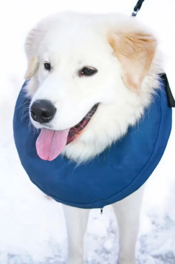 PetNation Päähineet, huivit ja kaulurit/Kaulurit Ja Tuubihuivit^Iho-/haava-/korvasuihke Easy Care 100 ml