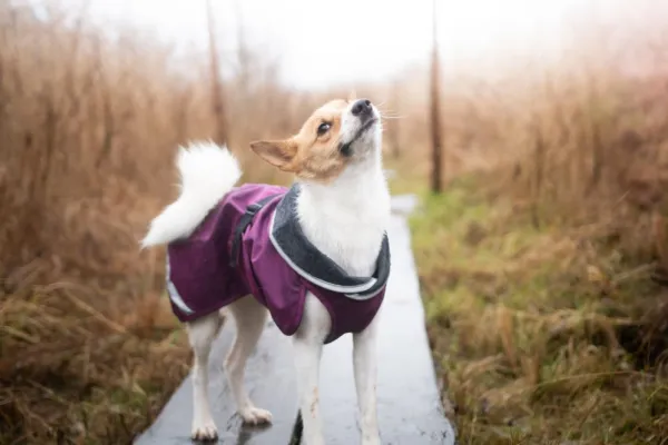 Pomppa Sadetakit^Kevyt koiran välikausitakki, 60 - 65 cm, punavioletti