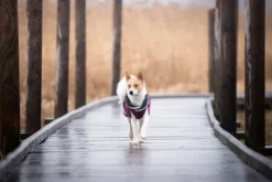 Pomppa Kevyt koiran välikausitakki, 52 - 56 cm, punavioletti| Sadetakit